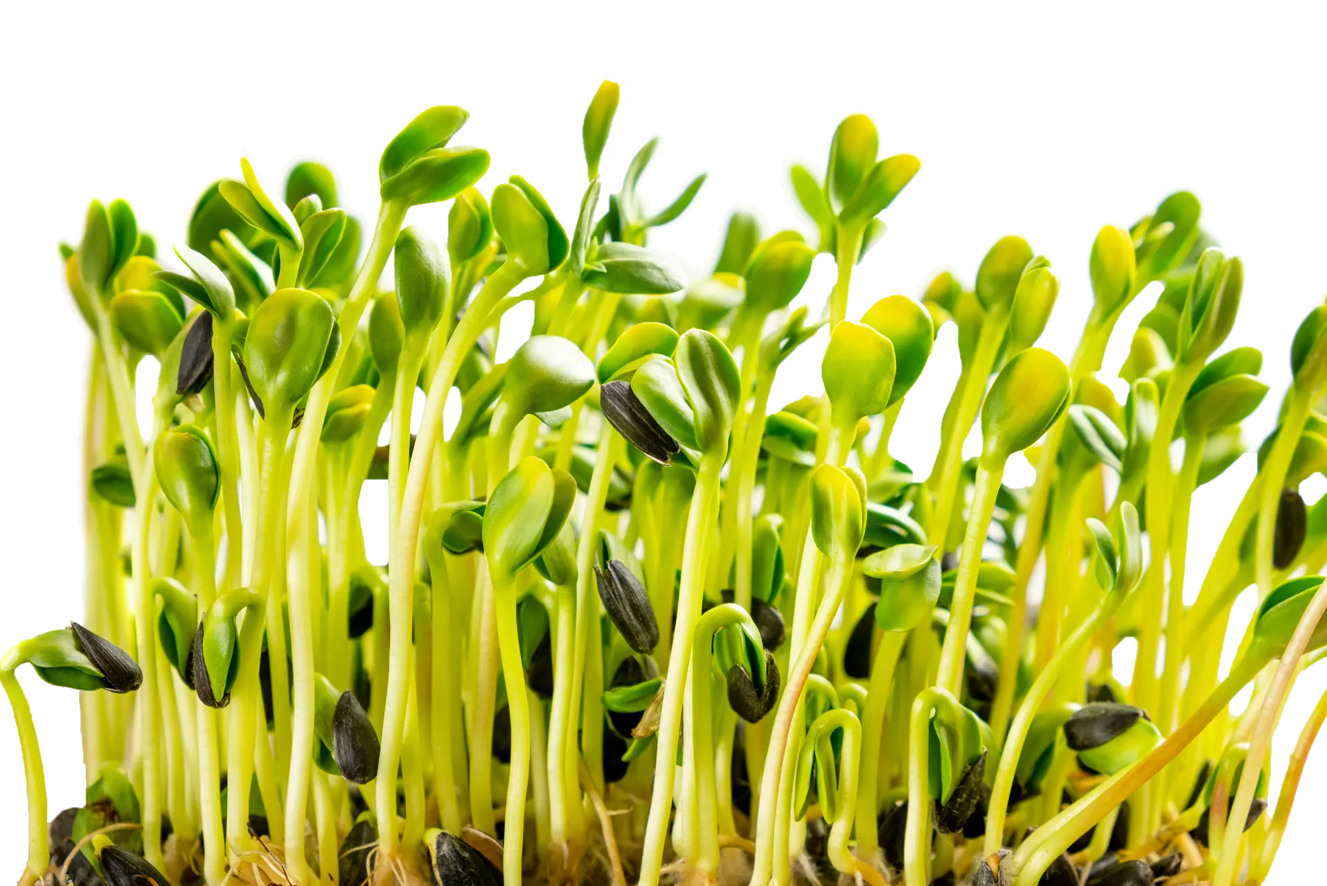 Evidență culturi în AgroCity